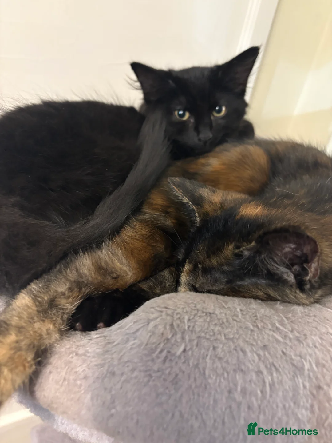 Mixed Breed cats for sale: Female kitten  - Advert 2
