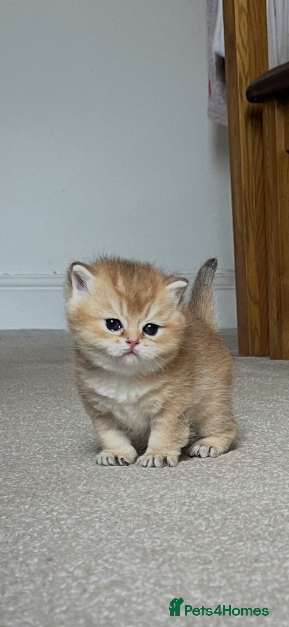 British Shorthair cats GCCF GOLDEN NY12 BLUE GOLDEN AY12  - Advert 1