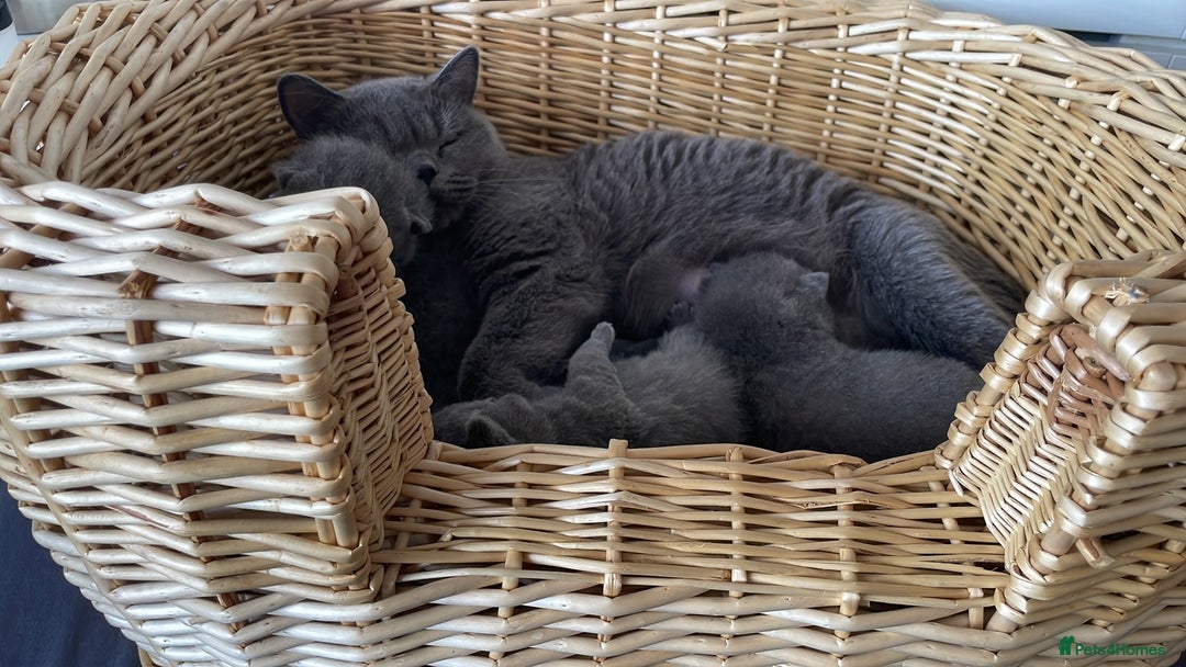 British Shorthair cats for sale: GCCF reg blue kittens  - Image 30