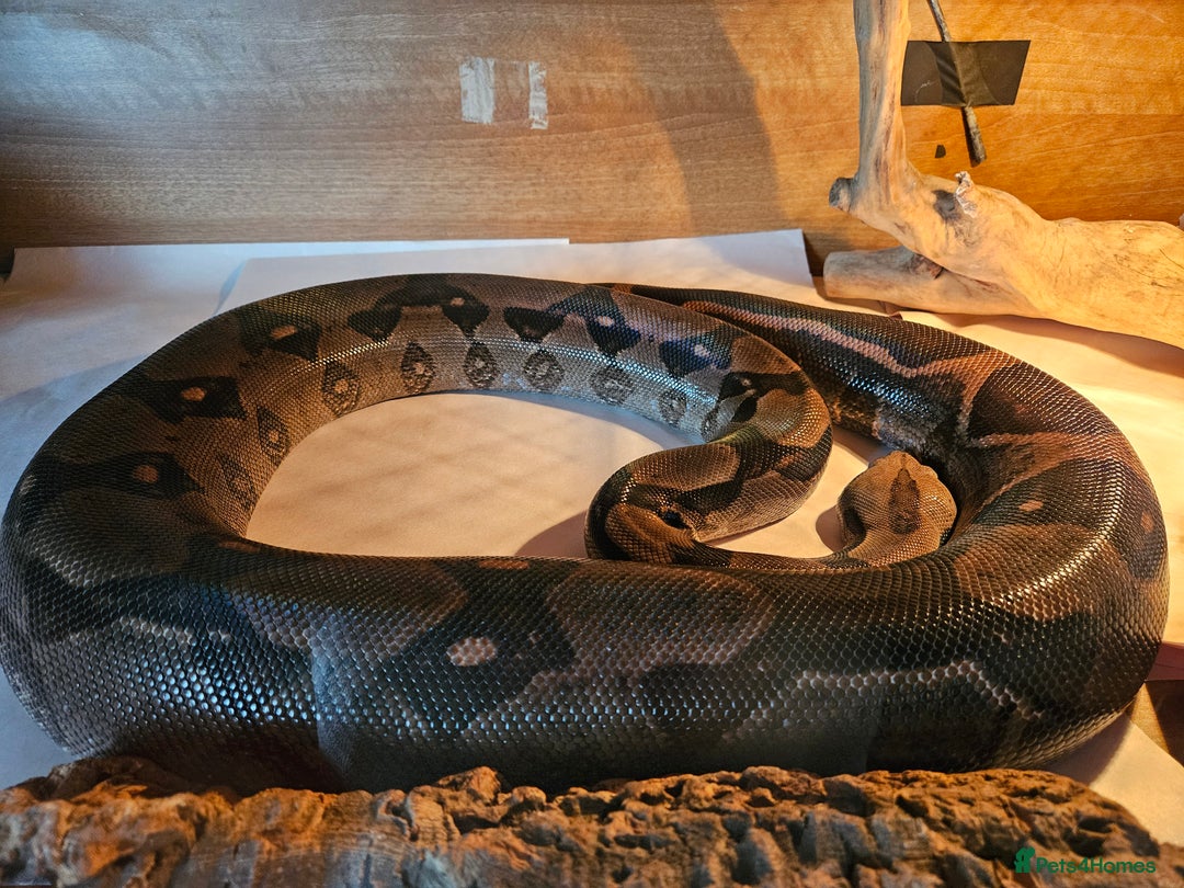 Boa Snake reptiles for sale: Two Friendly Boa Constrictors + 6ft Vivariums - Image 4
