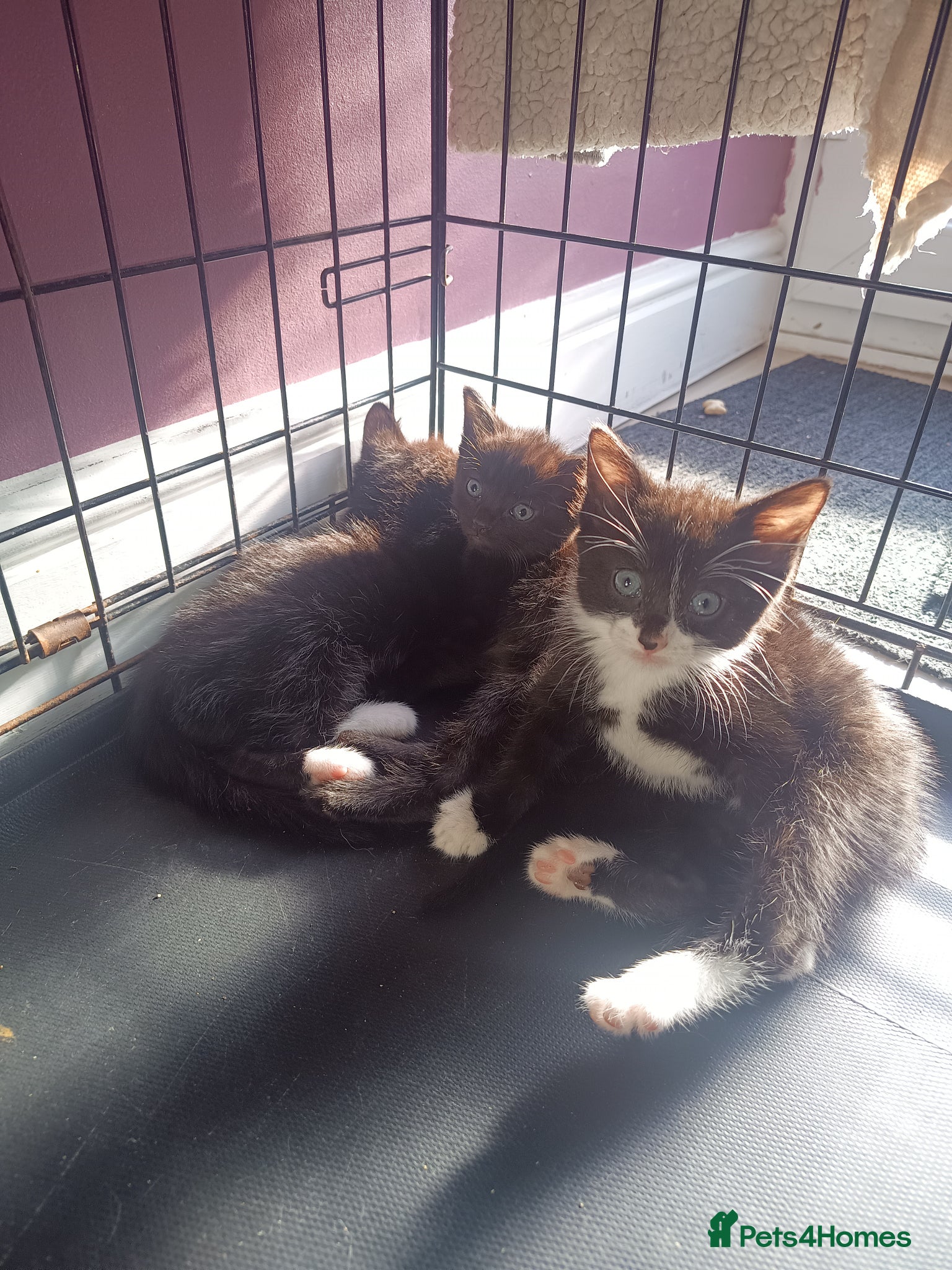 Mixed Breed cats Tabby, all black and black and white kittens   - Advert 1