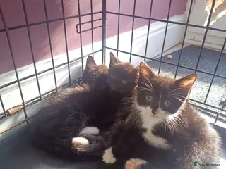 Mixed Breed cats Tabby, all black and black and white kittens - Advert 1