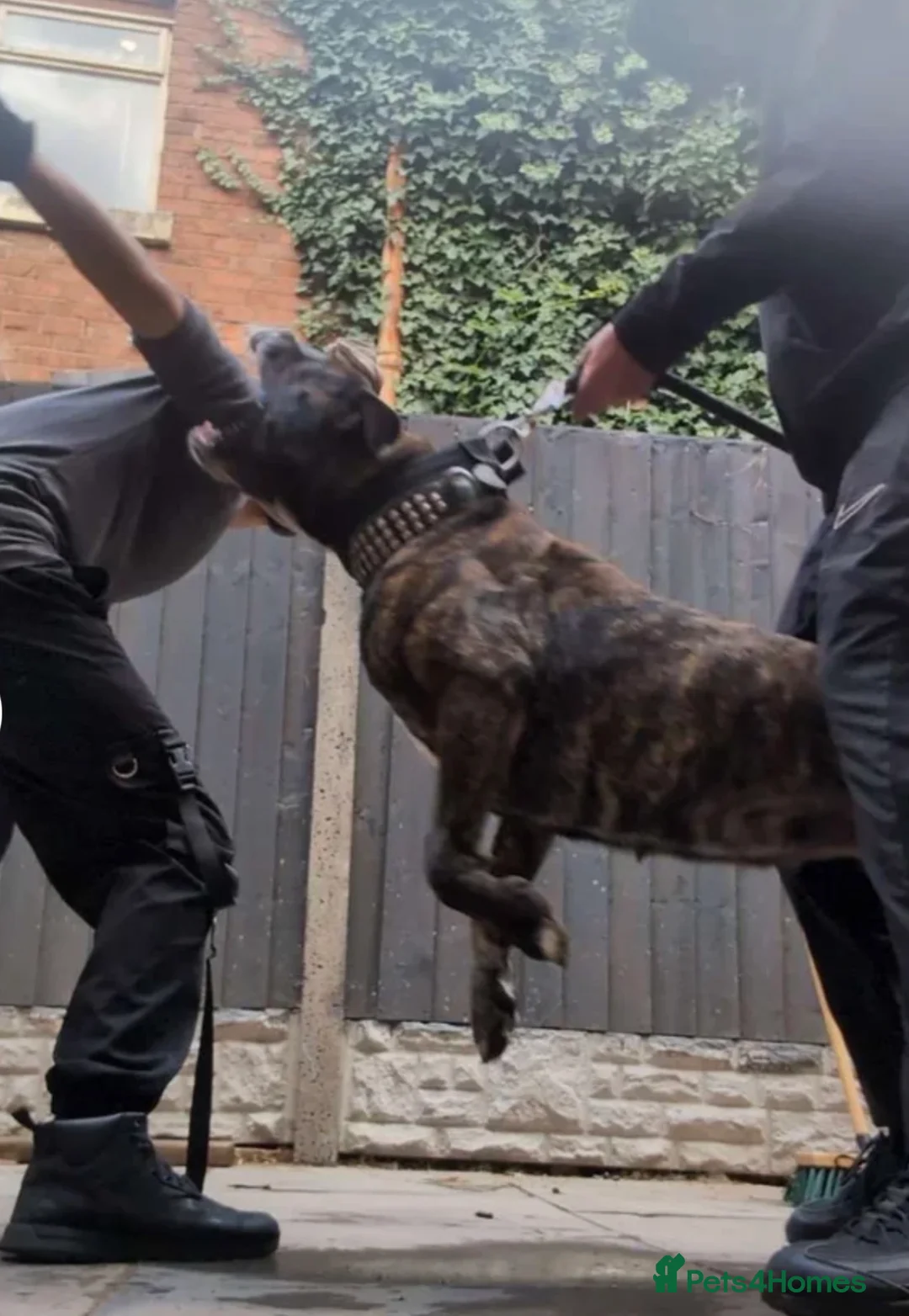 Presa Canario dogs for sale: Outstanding Presa Canario puppies  - Advert 2