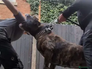 Presa Canario dogs Outstanding Presa Canario puppies - Advert 14