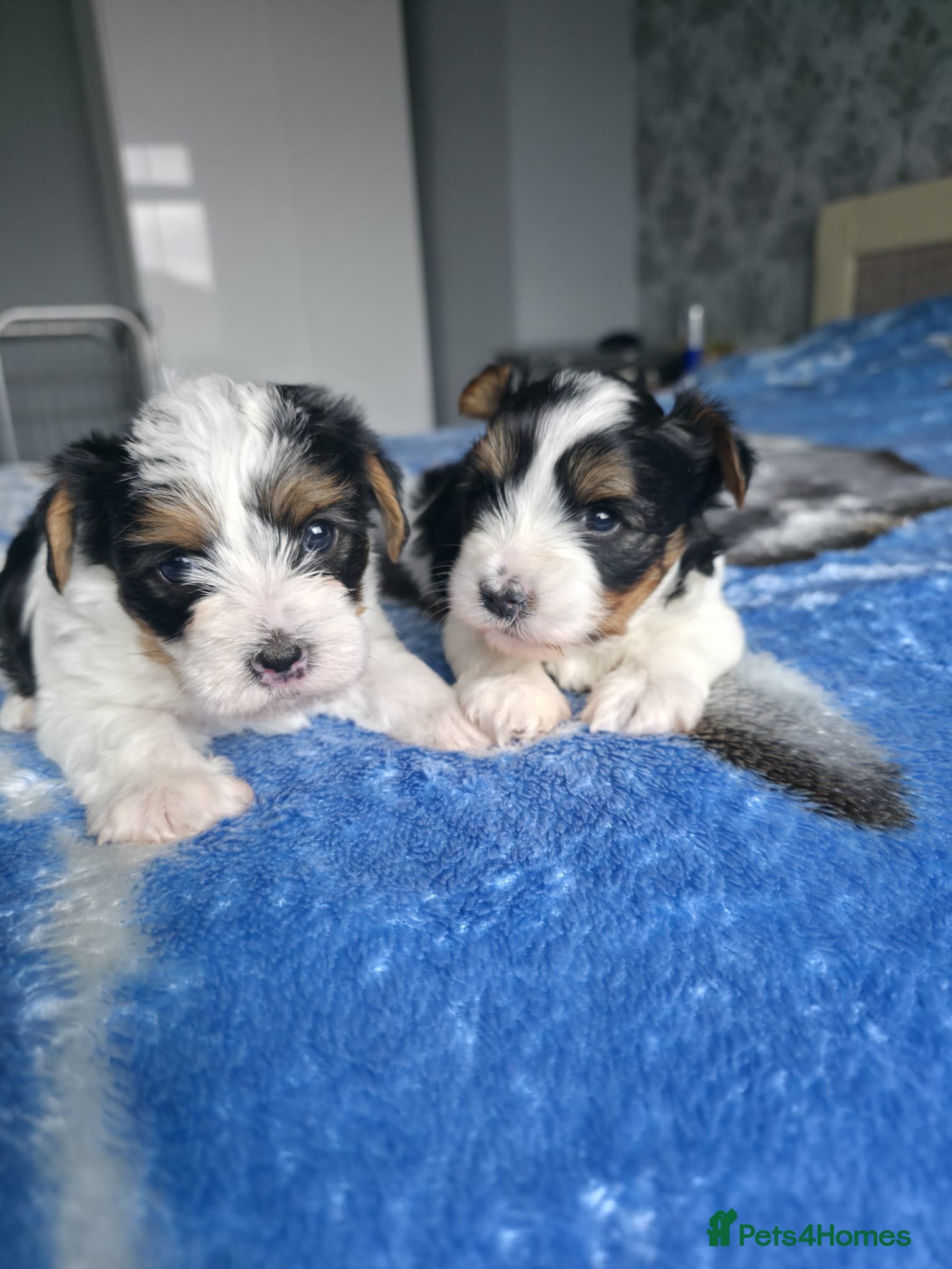 Biewer Terrier dogs  Biewer Terrier Puppies – Two Gorgeous Boys - Advert 1