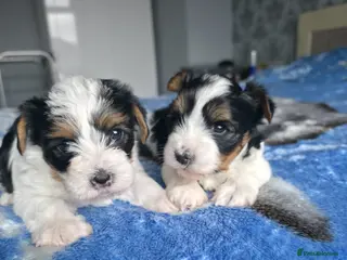 Biewer Terrier dogs Biewer Terrier Puppies – Two Gorgeous Boys - Advert 1