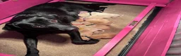 Labrador Retriever dogs for sale: Beautiful female Labrador puppy - last one left - Advert 14
