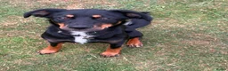 Smooth Collie dogs for sale: 10 month old collie cross bitch  in Minehead - Advert 5