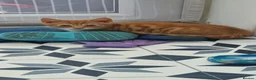 Mixed Breed cats for sale: 3 little kittens( 1 ginger boy+2 girls) - Advert 6