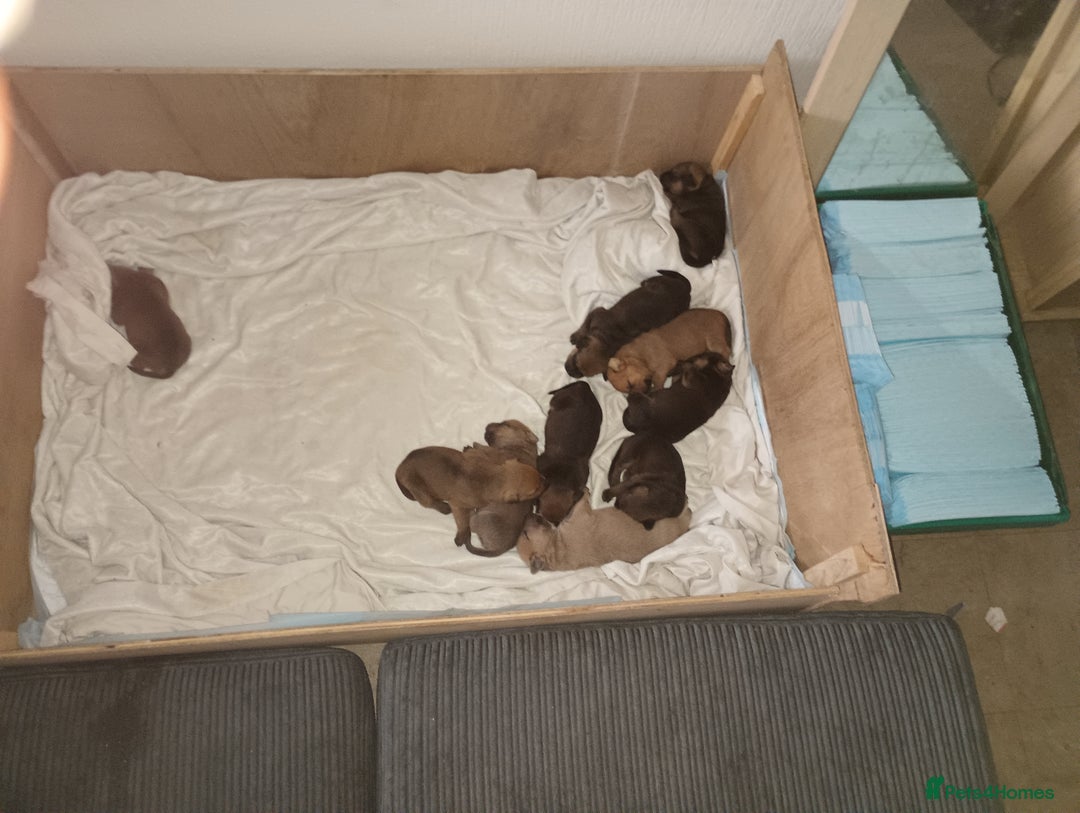 Mixed Breed dogs for sale: Mastiff x rottweiler  - Image 14