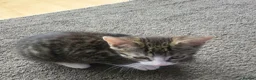 Mixed Breed cats for sale: Male kittens  - Advert 2