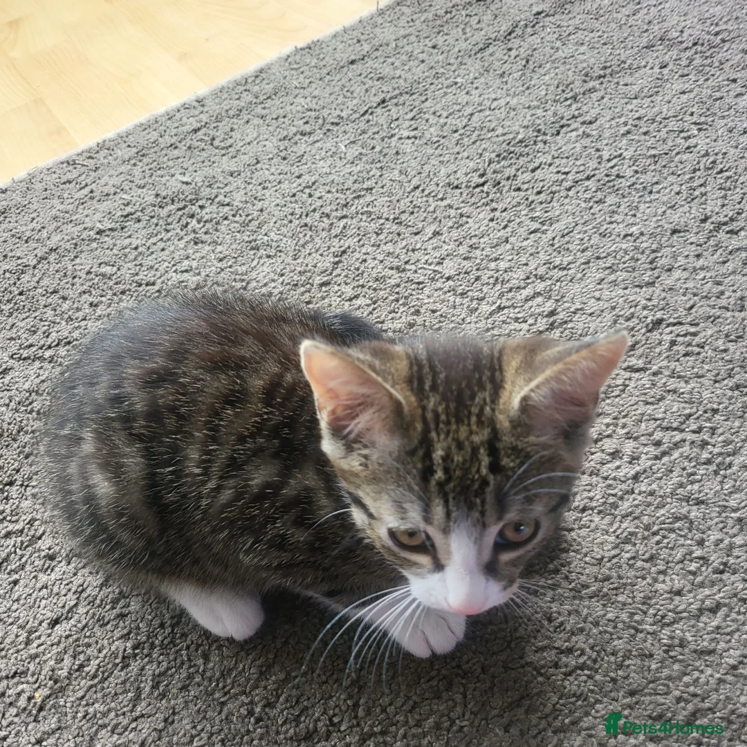 Mixed Breed cats for sale: Male kittens  - Advert 2
