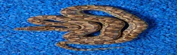 Boa Snake reptiles for sale: Argentina Rainbow Boa's - Advert 6