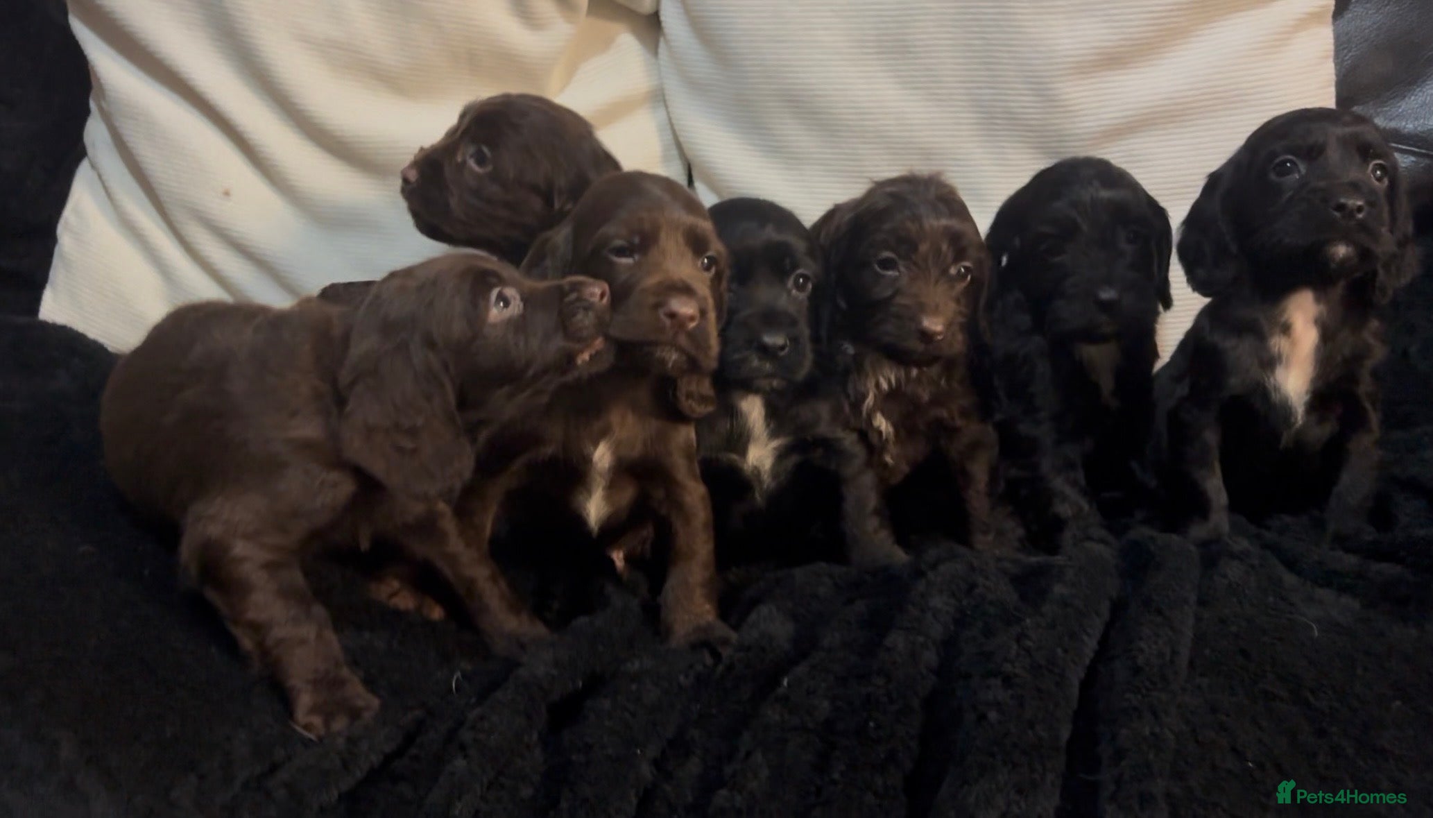 Cockapoo dogs F1B Cockapoos🎄🐾 - Advert 1