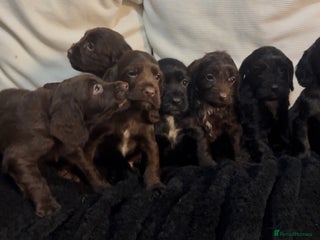 Cockapoo dogs F1B Cockapoos🎄🐾 - Advert 1