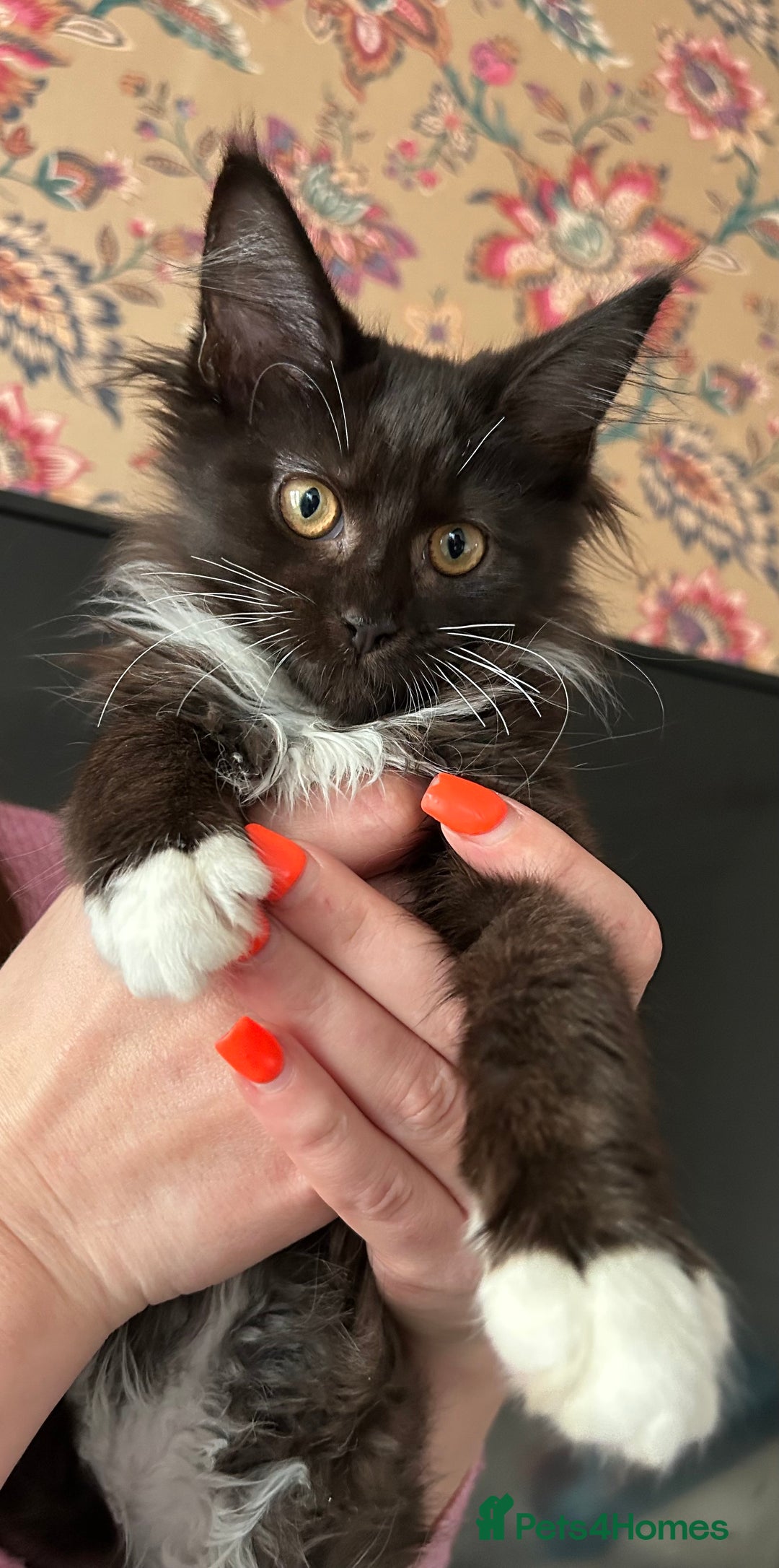 Maine Coon cats for sale: Maine coon kittens  - Advert 7