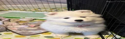 Samoyed dogs for sale: 🐾puppies are ready for new happy homes🐾 - Advert 15