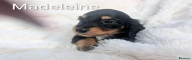 Summerdaxies Madeleine