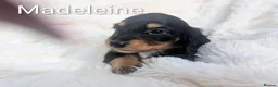 Miniature Dachshund dogs for sale: READY THIS WEEKEND 🏆Russian Champion lines  - Advert 28