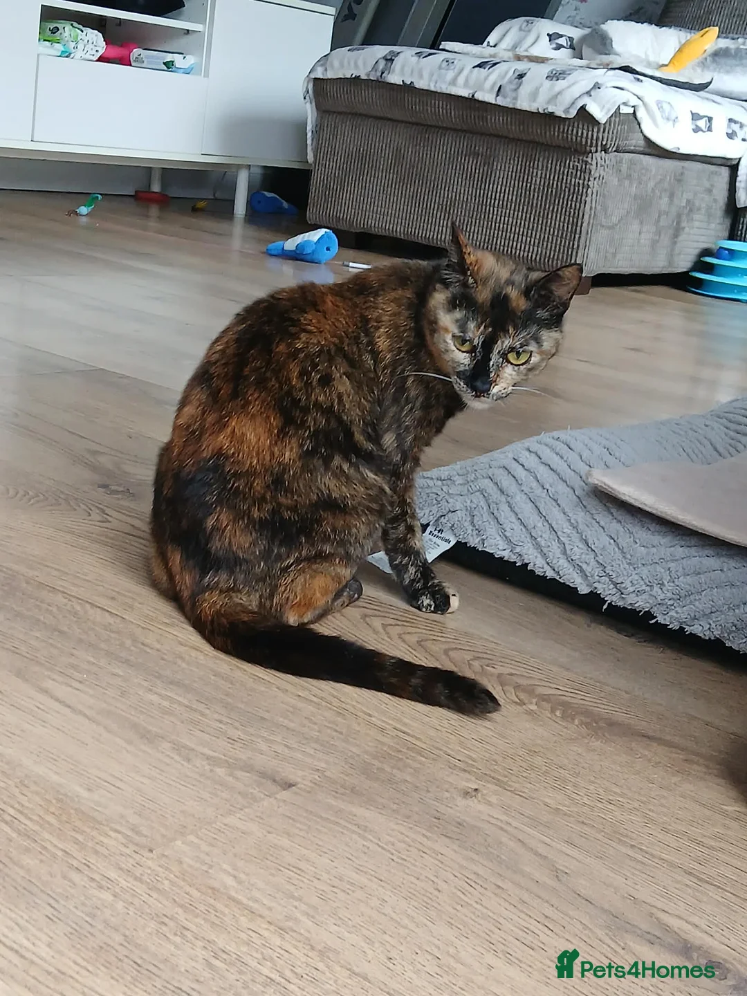 Mixed Breed cats for adoption: Mars for adoption - Advert 8
