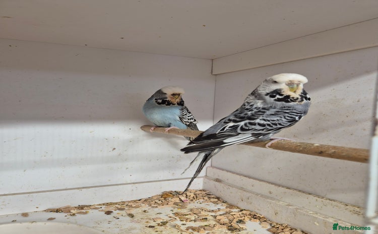 Budgerigars birds - Advert 15