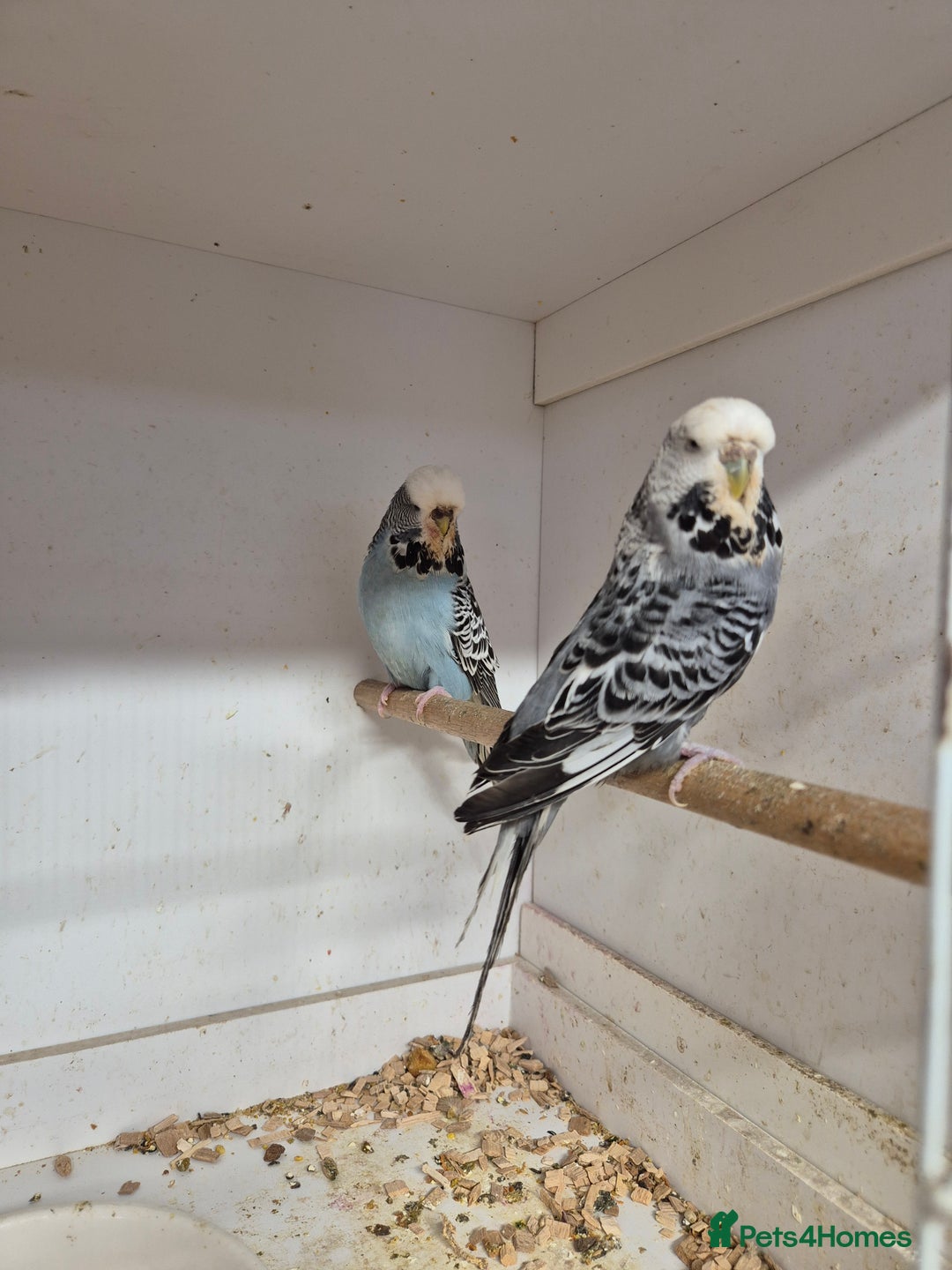 Budgerigars birds for sale: ANTHRACITE 2022 and 23 - Image 1