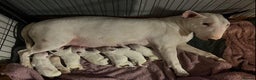 English Bull Terrier dogs for sale: English bull terrier puppies - Advert 5