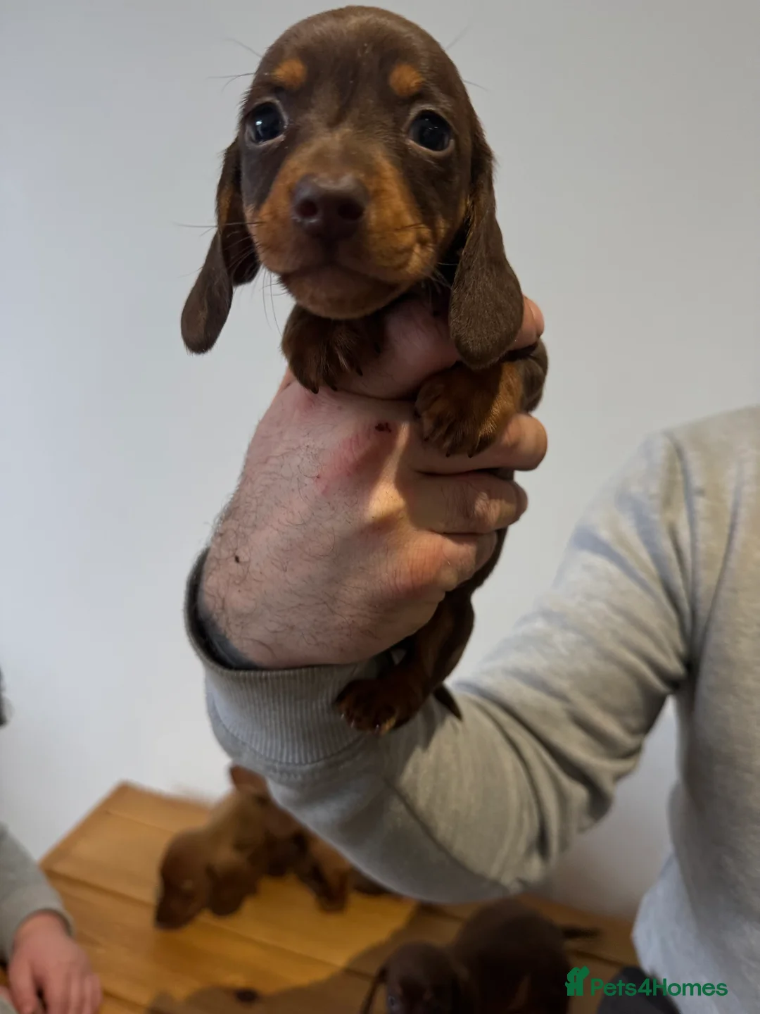 Miniature Dachshund dogs for sale: 4 gorgeous miniature dashaund puppies  - Advert 10