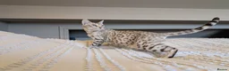 Bengal cats for sale: 🤍🩶 Stunning Snow Bengal Kittens 🩶🤍 - Advert 24