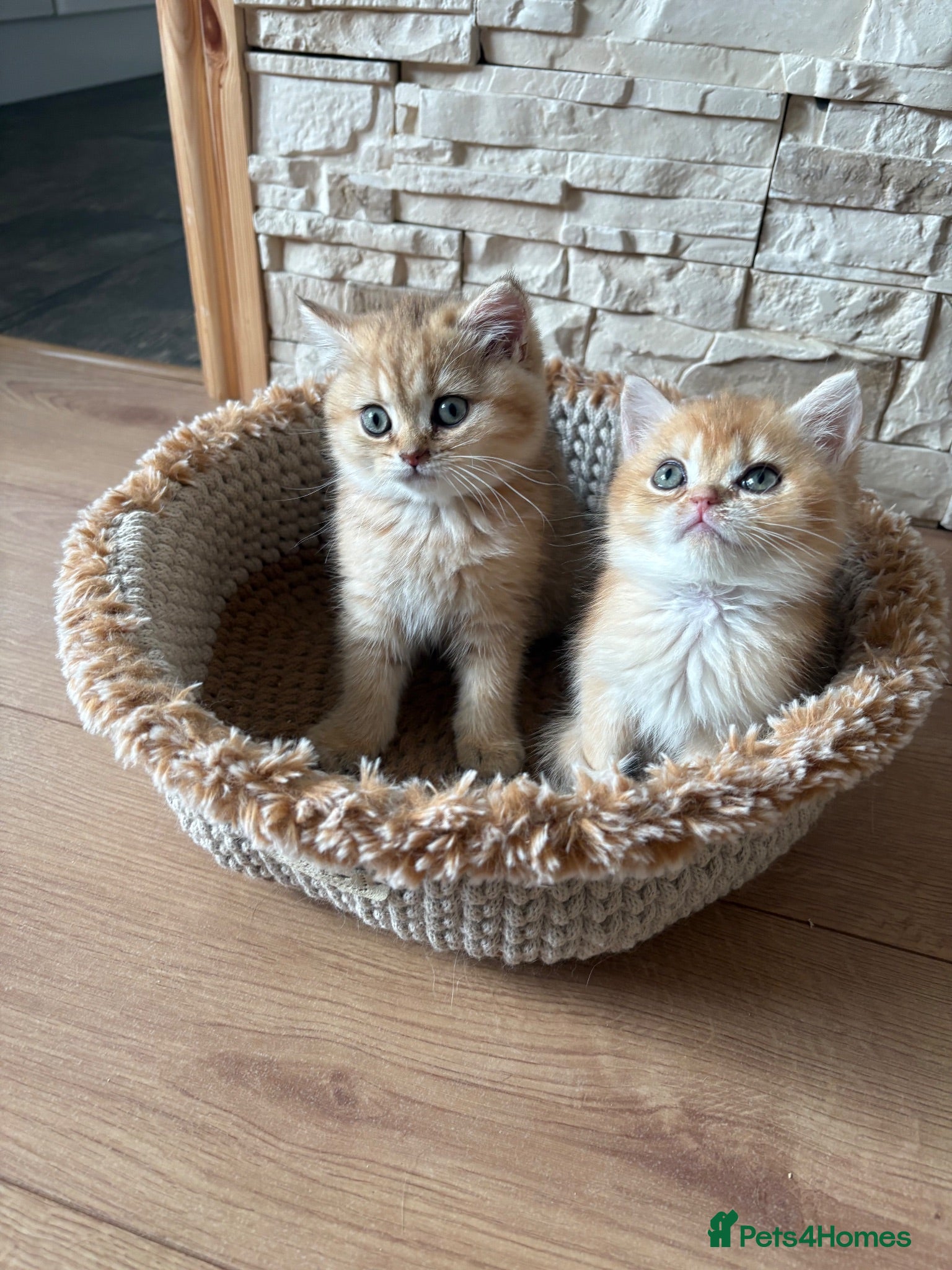 British Shorthair cats GCCF GOLDEN BRITISH SHORTHAIR KITTENS ONLY 2 LEFT  - Advert 2