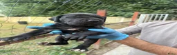 Presa Canario dogs for sale: World class presa canarios  - Advert 10