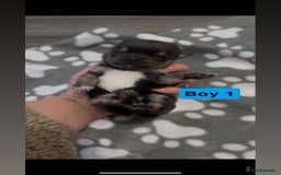 Chihuahua dogs for sale: X7 chihuahua puppies  - Image 14