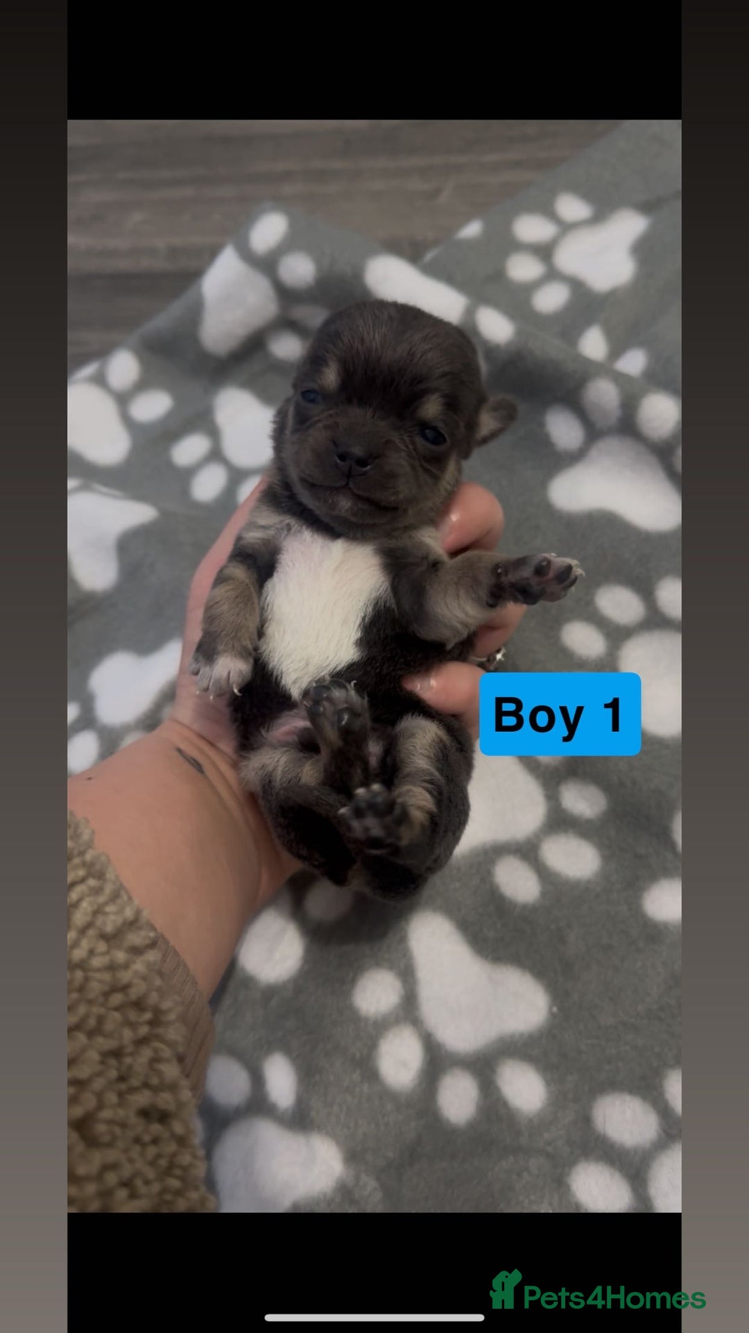 Chihuahua dogs for sale: X7 chihuahua puppies  - Image 14