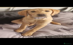 Labrador Retriever dogs for sale: Honey in Southampton - Image 1