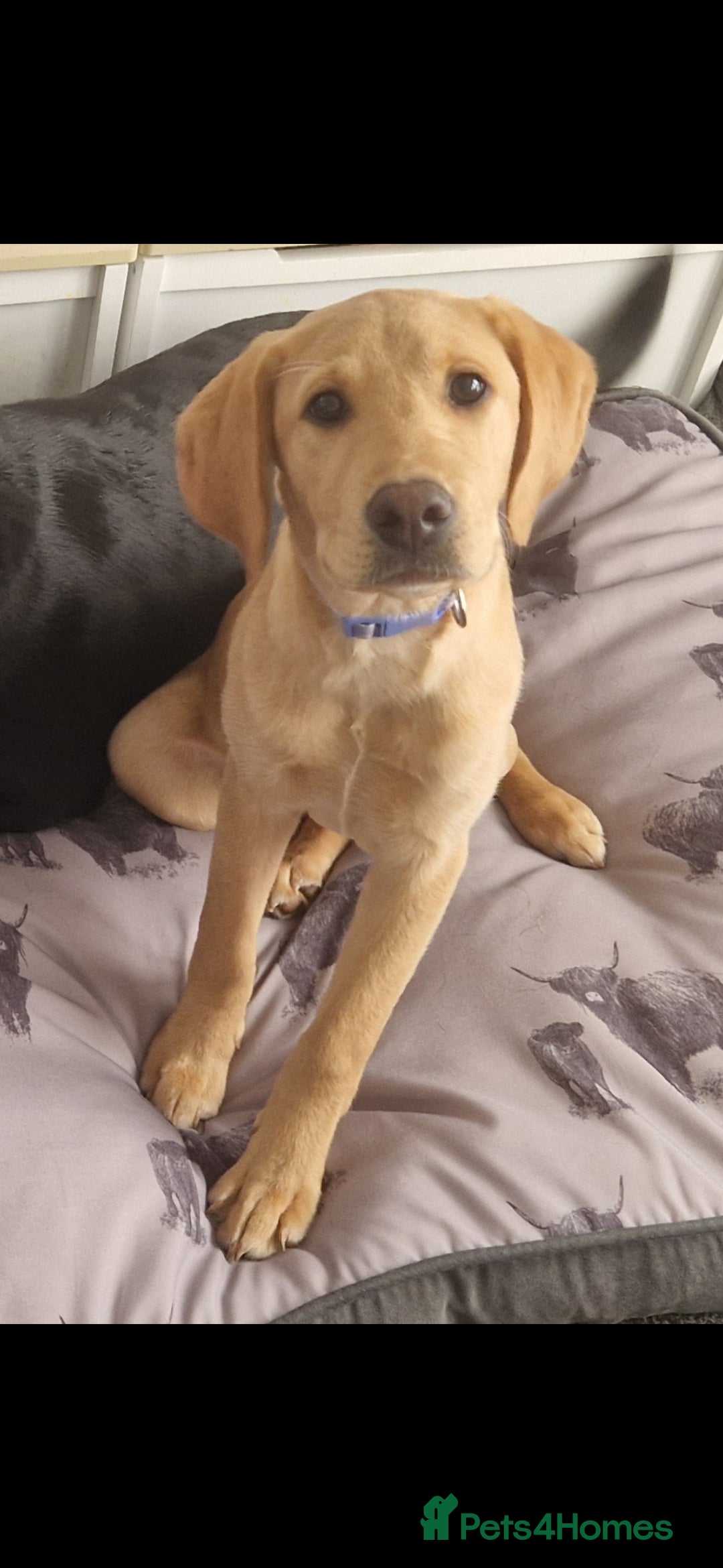 Labrador Retriever dogs for sale: Honey in Southampton - Image 1