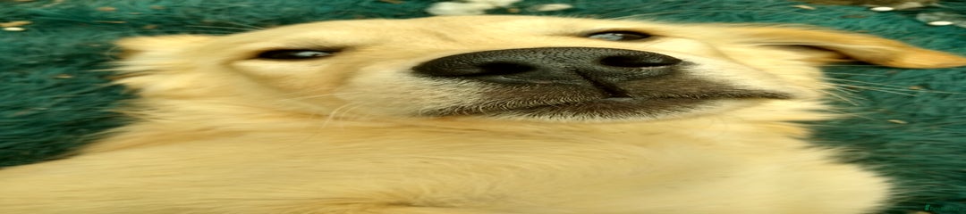 Golden Retriever Puppy 5