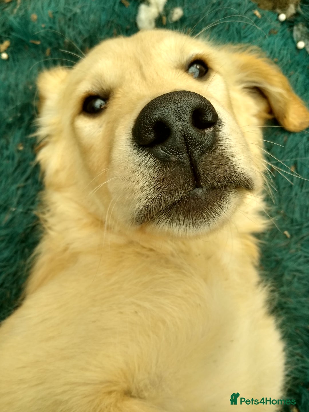 Golden Retriever dogs for sale: Wonderful,playful ,adventurous happy little furs😍 - Image 26