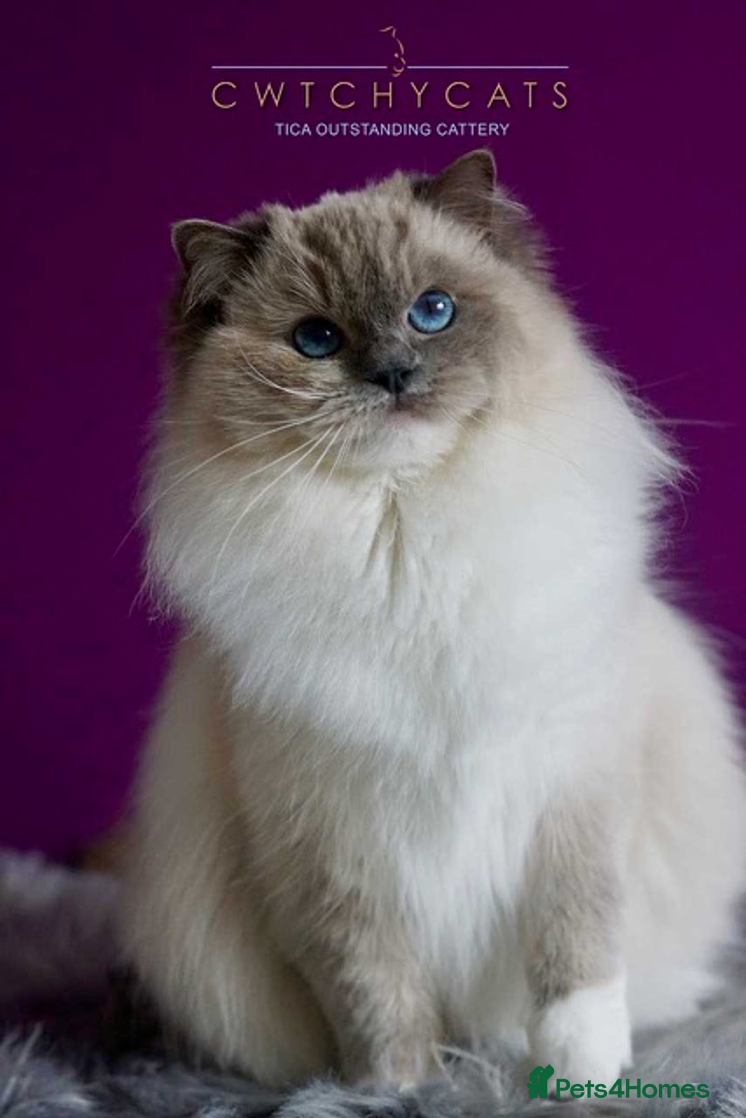 Ragdoll cats for sale: Pedigree Adult Ragdolls  - Advert 2