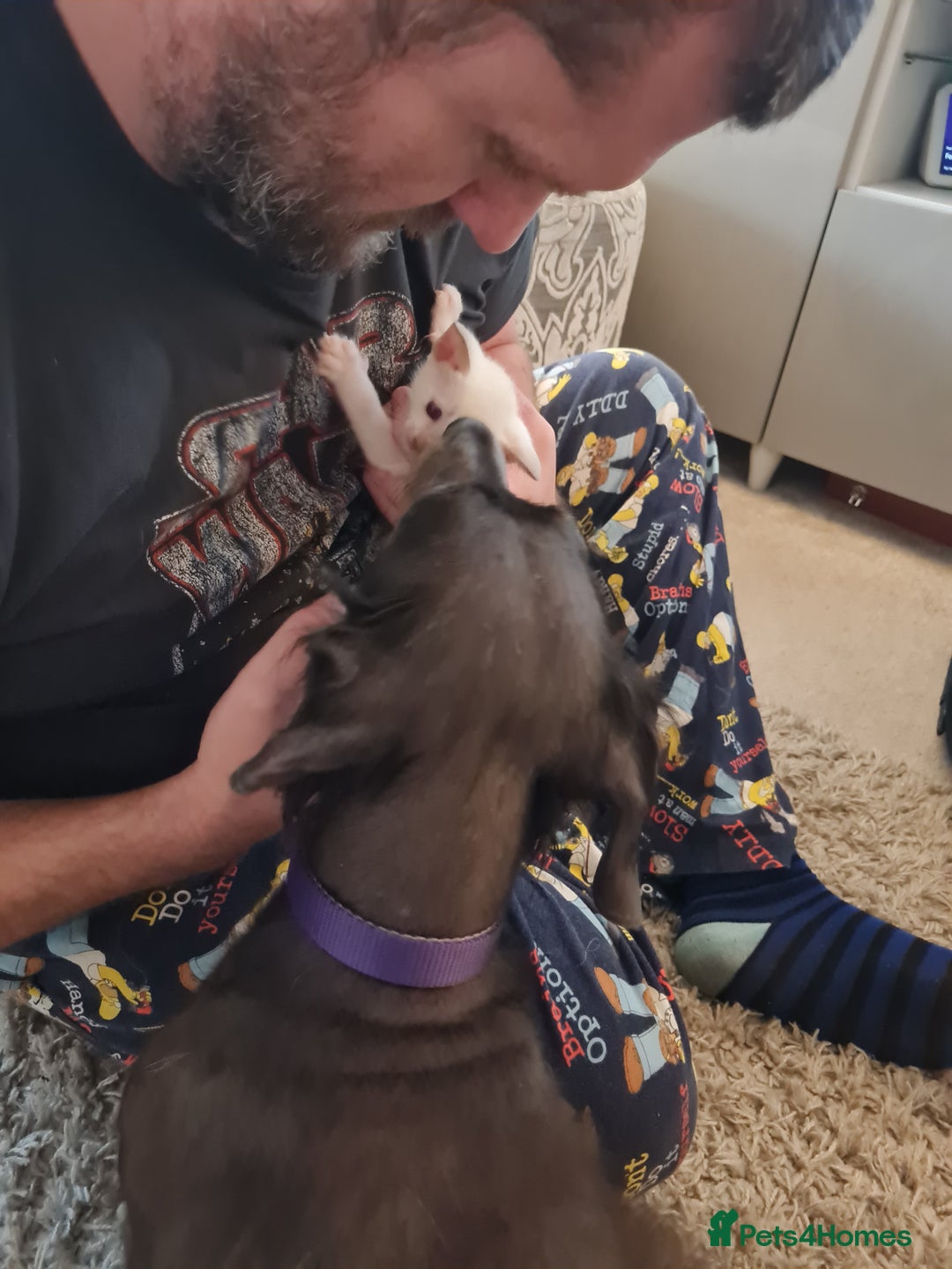 Siamese cats for sale: LAST ONE,  Gorgeous Bluepoint little boy. - Advert 15