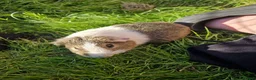 Guinea Pig rodents for sale: Beautiful guinea pigs - Advert 6