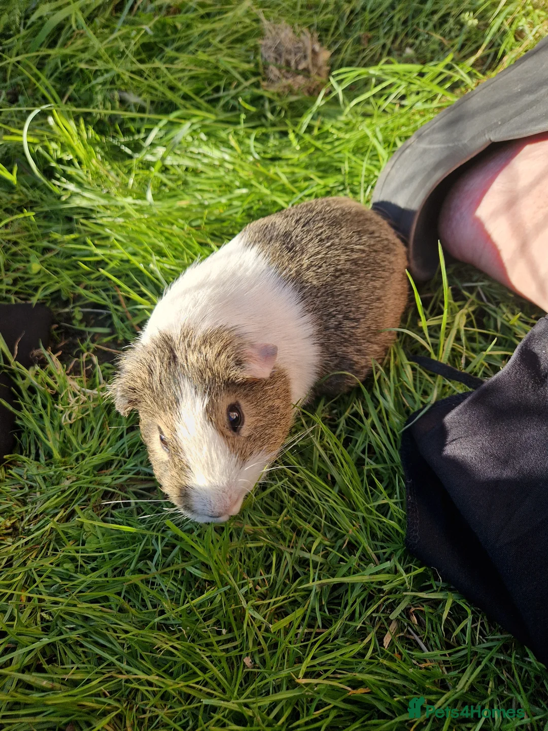 Guinea Pig rodents for sale: Beautiful guinea pigs - Advert 6