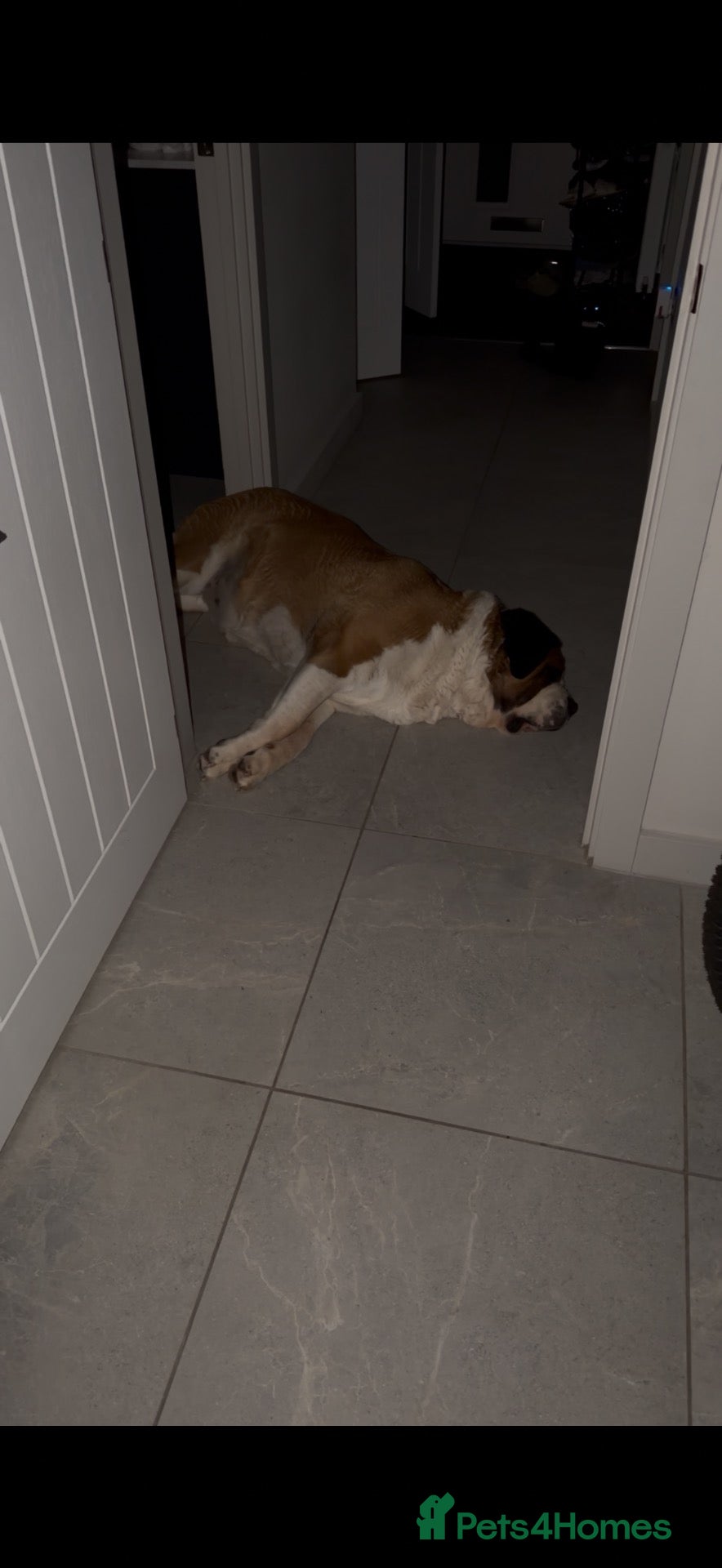 Saint Bernard dogs Kc Saint Bernard  - Advert 1