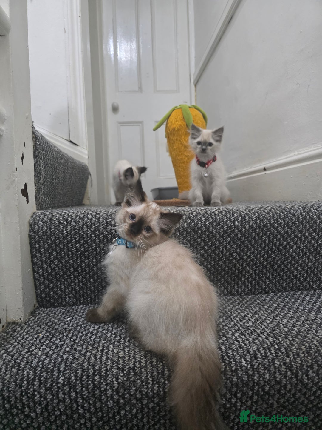 Ragdoll cats for sale: Beautiful Ragdoll kittens ready for a new home  - Advert 2