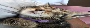 Striped Kitten 1