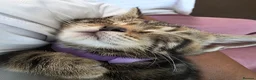 Mixed Breed cats for sale: Three Kittens for sale in London - Advert 5