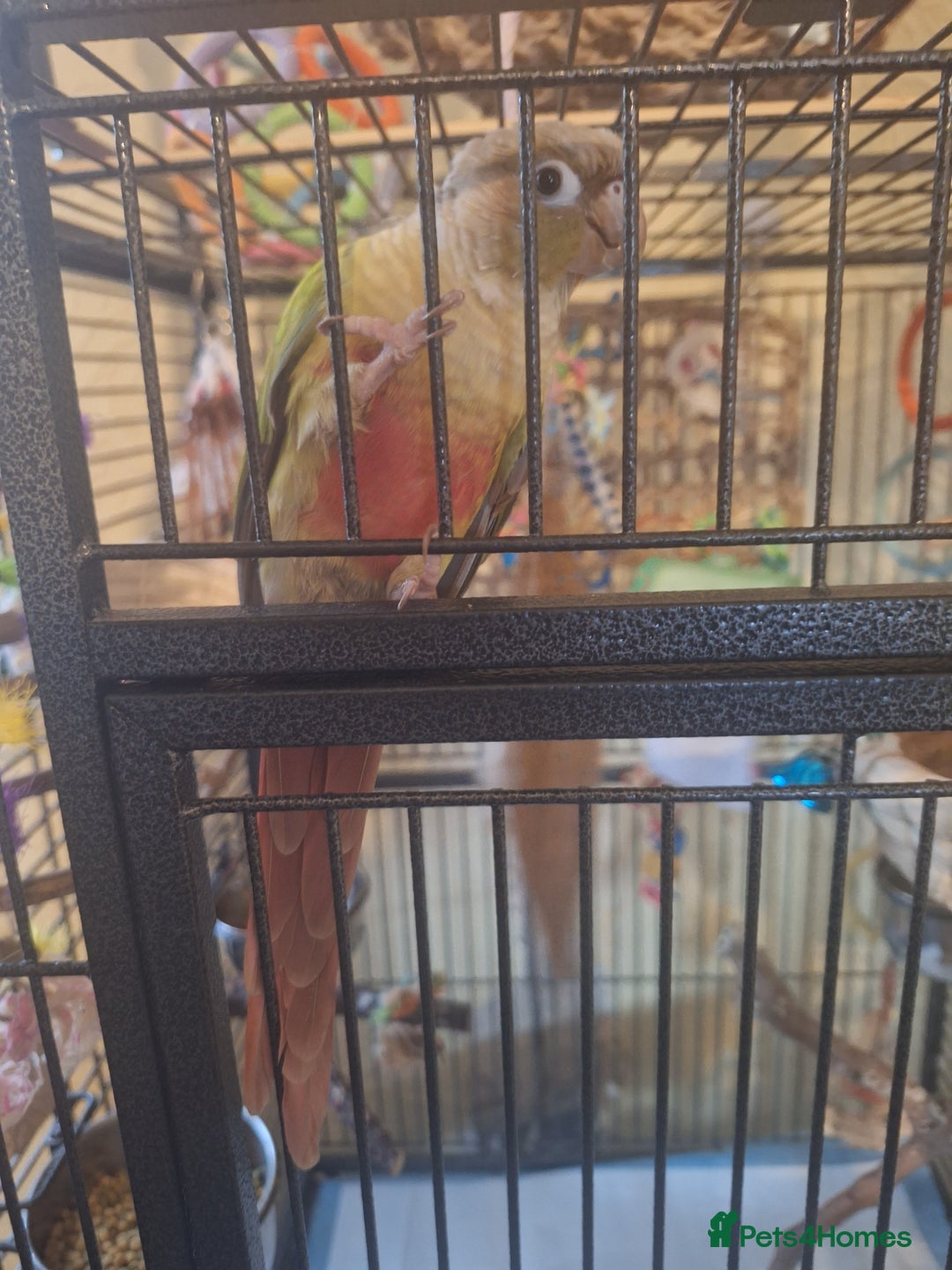Conures birds for sale: Conure  - Advert 3