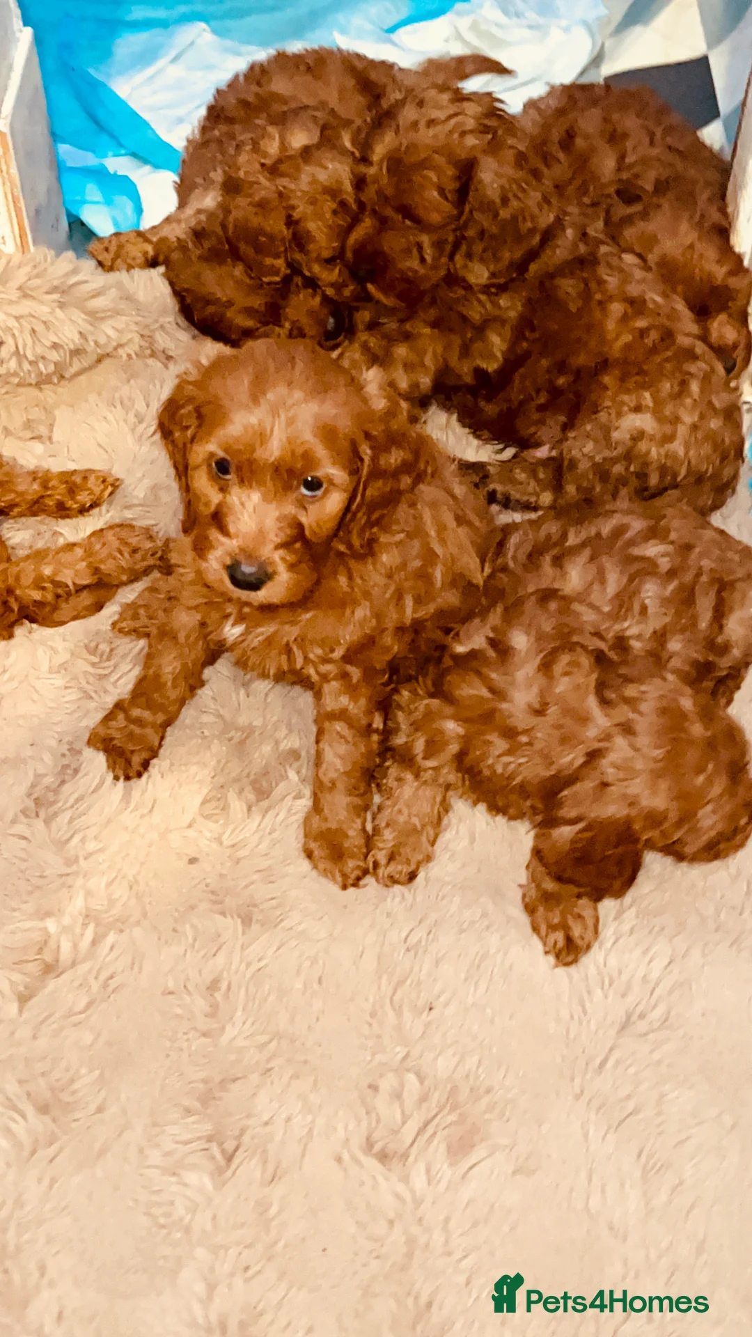 Cockapoo dogs for sale: Stunning 🐶 Cockapoo Puppies - Advert 14