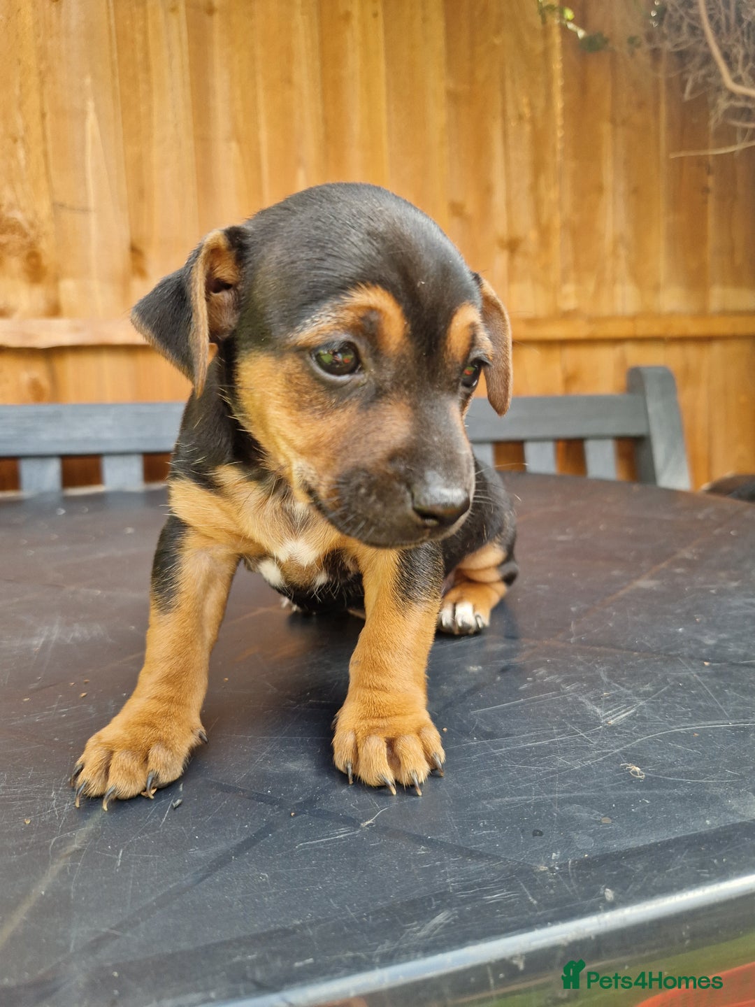 Jack Russell dogs for sale: Pure Jack Russells Rare colored  - Image 8