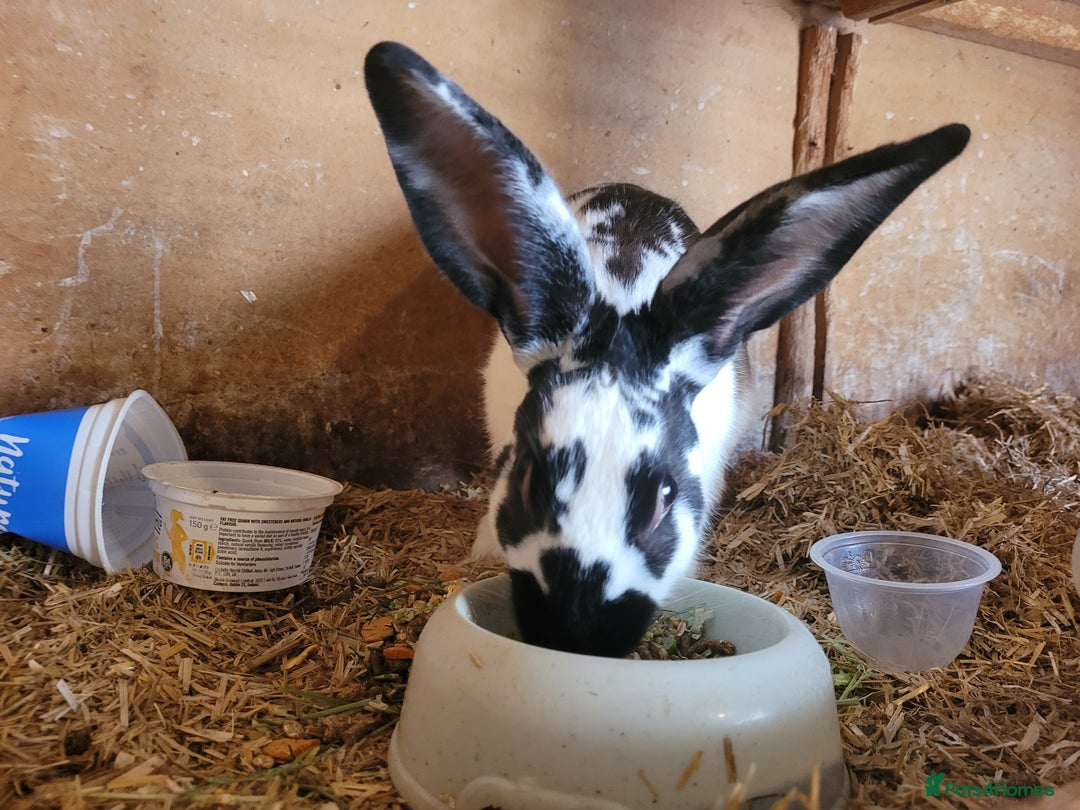 Belgian Hares rabbits for sale: 'Koda' chocolate&white butterfly Belgian Hare buck - Advert 4
