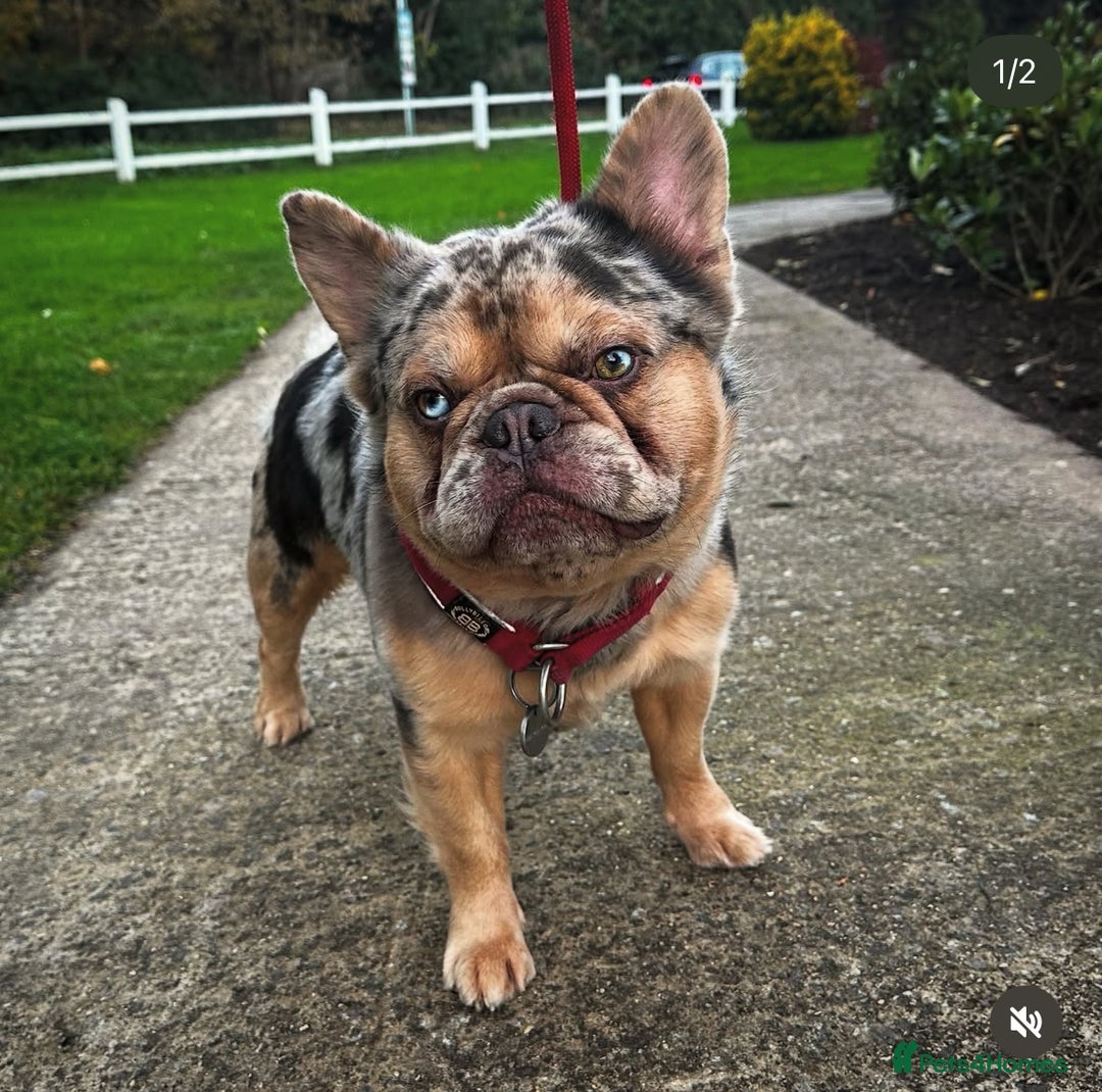 French Bulldog dogs for sale: Romeo  - Advert 2